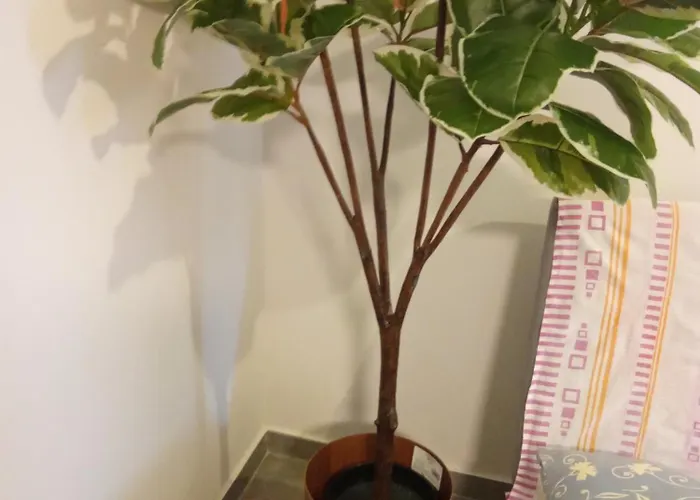 Eliza's House Vakantiehuis *